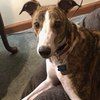 greghound3
